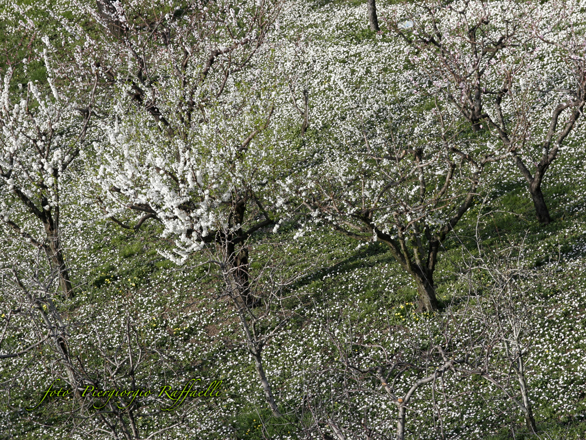 primavera