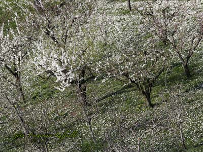 primavera